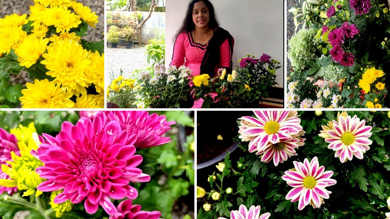 ജമന്തി നിറയെ പൂക്കാൻ | Chrysanthemum/Jamanthi pookal full care | repotting | Malayalam