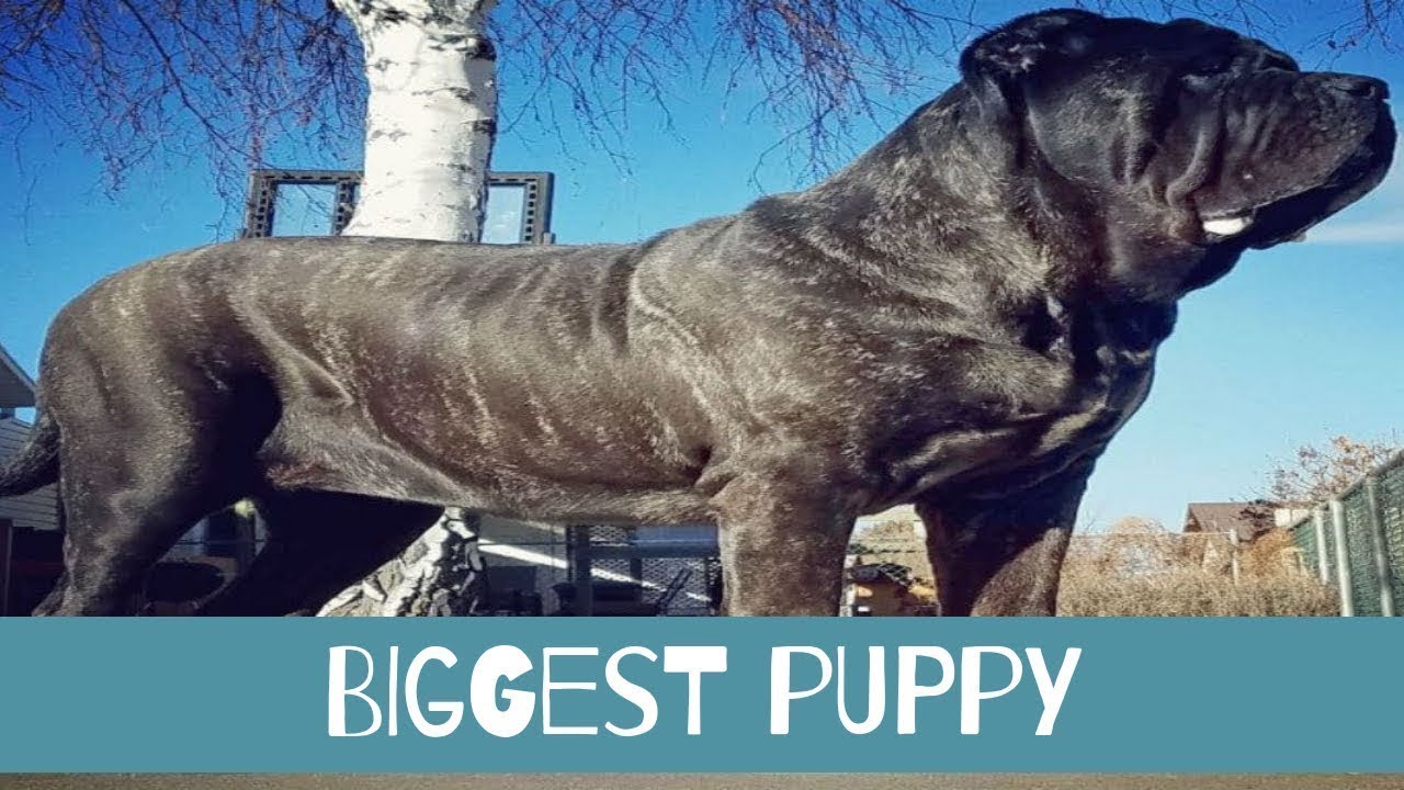 The World’s Biggest Puppy Is Already Over Six Feet Tall And She’s Still ...