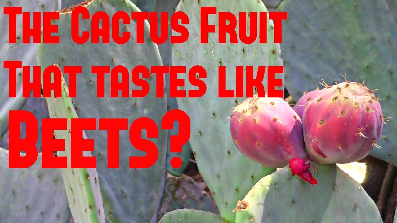 The Cactus Fruit That Tastes Like BEETS! Weird Fruit Explorer Ep 248