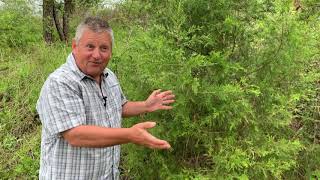 Fifteen Minutes in the Forest: Tree ID on Limestone Soils