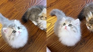 Super cute actions of my kittens #2