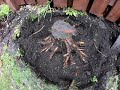 Small tree stump removal