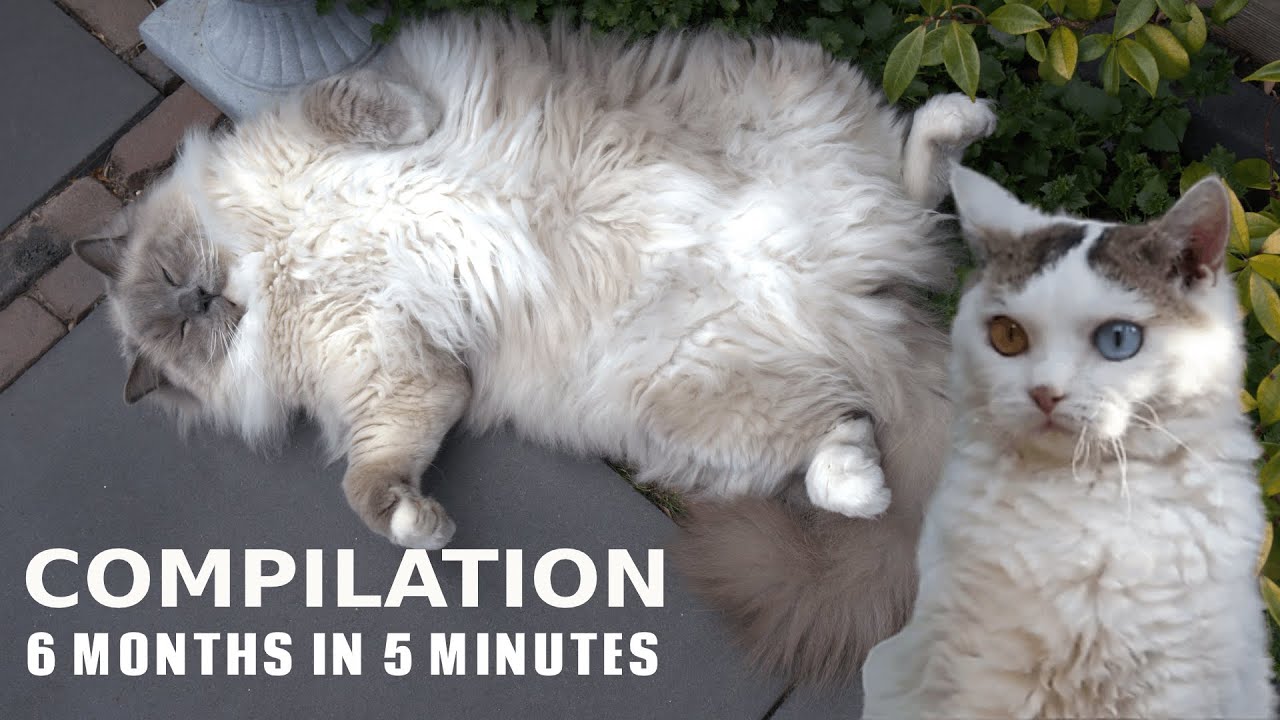 6 Months in 5 Minutes | 10,000 Subs Special Compilation | #2 | Bowie The Ragdoll Cat & Bella Kitten