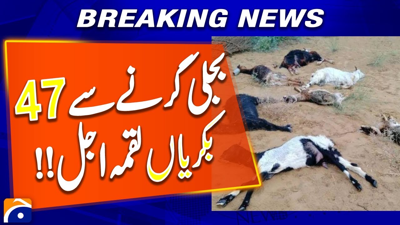 47 Goats Killed in Lightning Strike Near Tharparkar | DC Livestock | Breaking News
