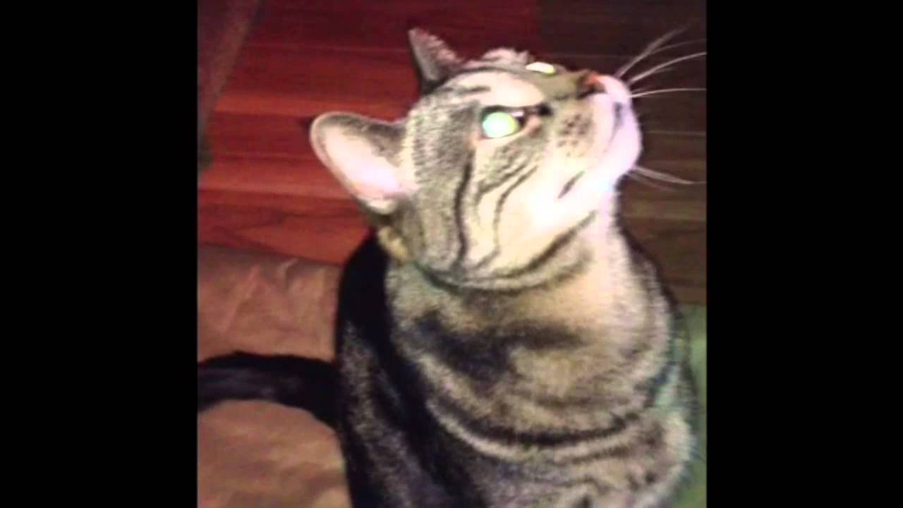 special forces cap Imovie Slow Mo Video/ Audio Sampler🙈🙉spooky End🐾