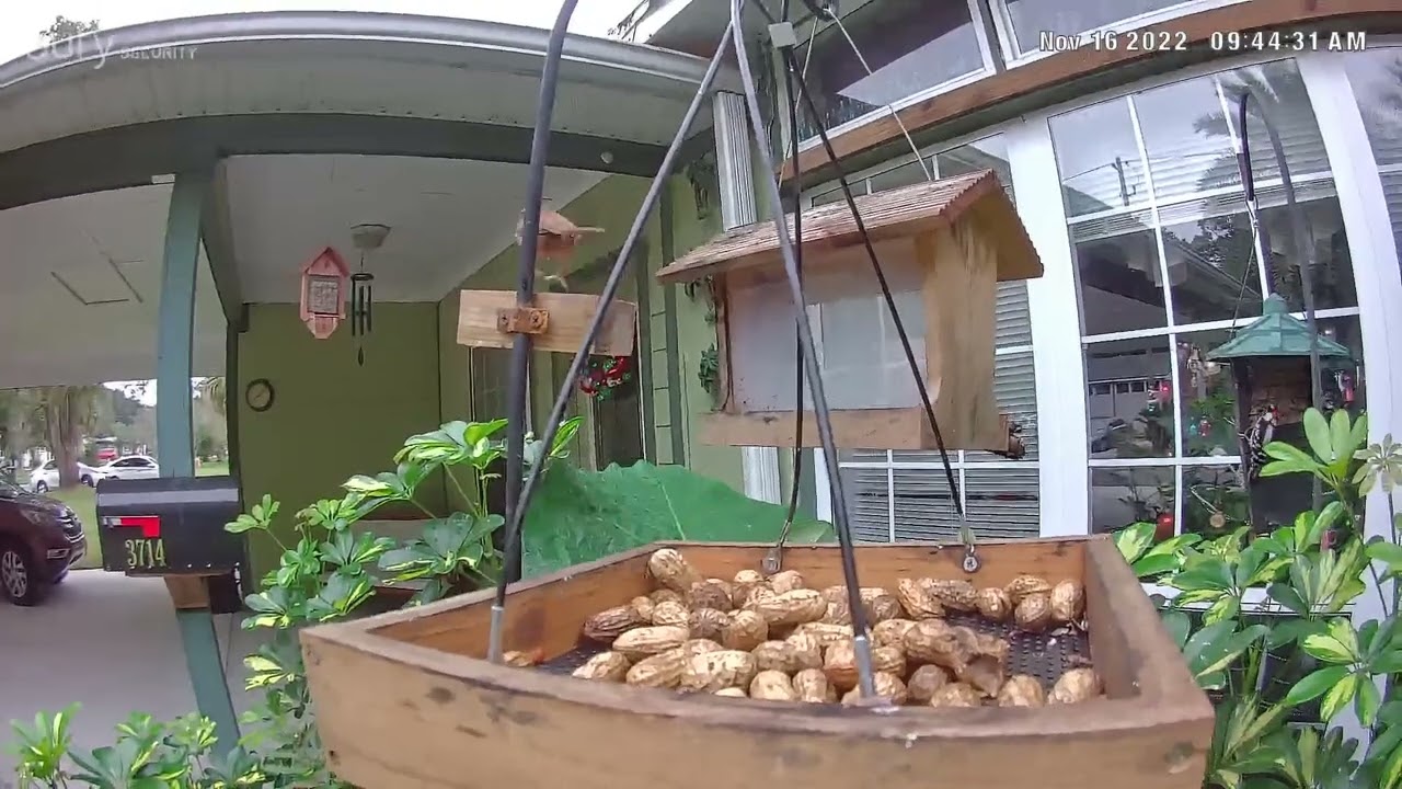 Florida backyard birds YouTube