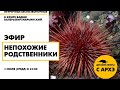 Детский эфир "Непохожие родственники" в рамках рубрики "Неурочные беспозвоночные"