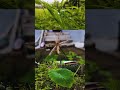 Nature 🍄🟫💫 | PHOTOGRAPHY | SARANGARH #trending #nature #shorts #photography #shortmusic