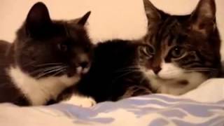 Discorso di Capodanno 2015 dei gattini per tutti noi! by CRAZY ANIMALS 4,031 views 9 years ago 56 seconds