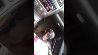 Nigra Springt In S Auto.