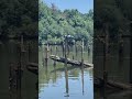 River bird sunning #fishing #viral