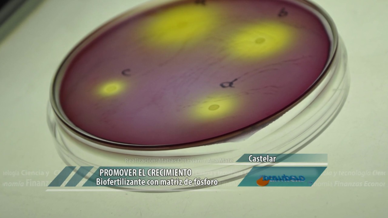 Biofertilizante con matriz de fósforo intangible
