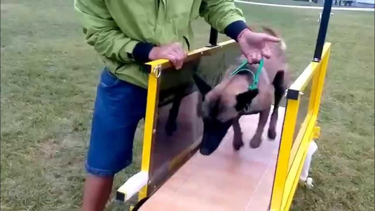 Belgian Malinois training on Firepaw Dog Treadmill YouTube