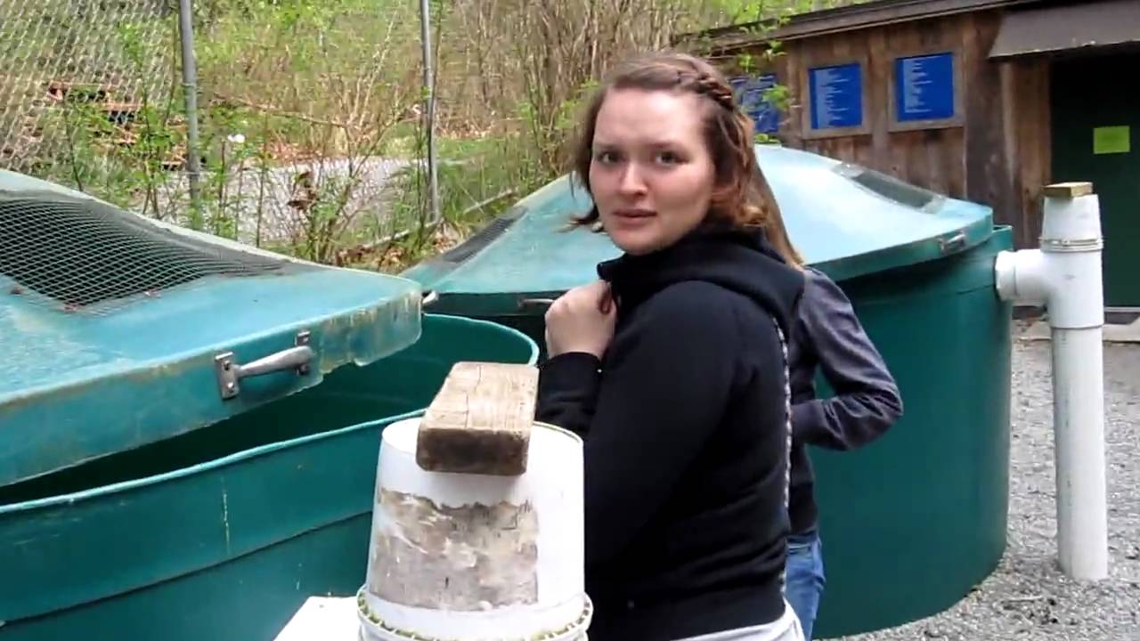 Salmon Release Mossom Creek Hatchery 2 of 13 YouTube
