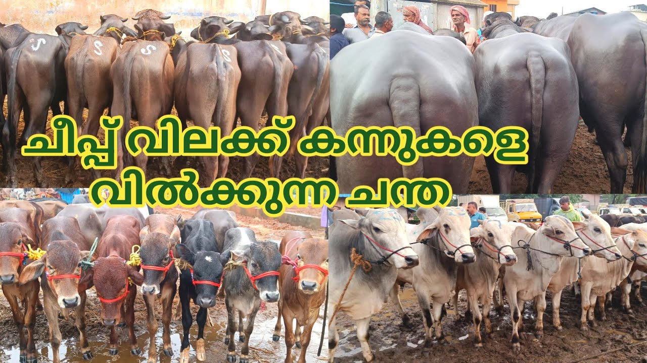 ചീപ്പ് വിലക്ക് കന്നുകളെ കിട്ടുന്ന ചന്ത  | Kerala | Palakkad | Buffalo | TECH AND VLOGS