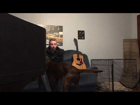 Ignoring a Chocolate Labrador