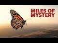 Monarch butterfly migration #interestingfacts #wildlife #butterflymigration #butterfly