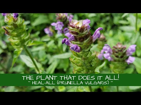 This Plant Really Does It All! ~ Heal-all (Prunella vulgaris)