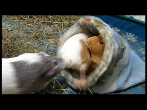 guinea-pigs-love-fleece-tunnels