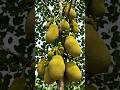 Jack fruit growing timelapse video|| Time seed studio|| #fruit # plant