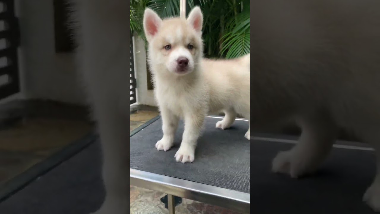 Blue eyes Siberian husky puppy 