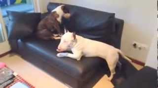 2 Bull Terriers Y 1 Relacion Complicada