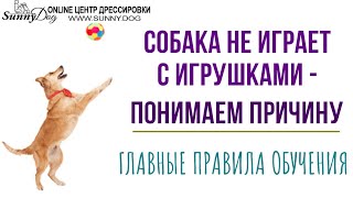 Собака не играет с игрушками - понимаем причину. Главные правила при обучении собаки играть. Собака не играет с игрушками - понимаем причину. Главные правила при обучении собаки играть.