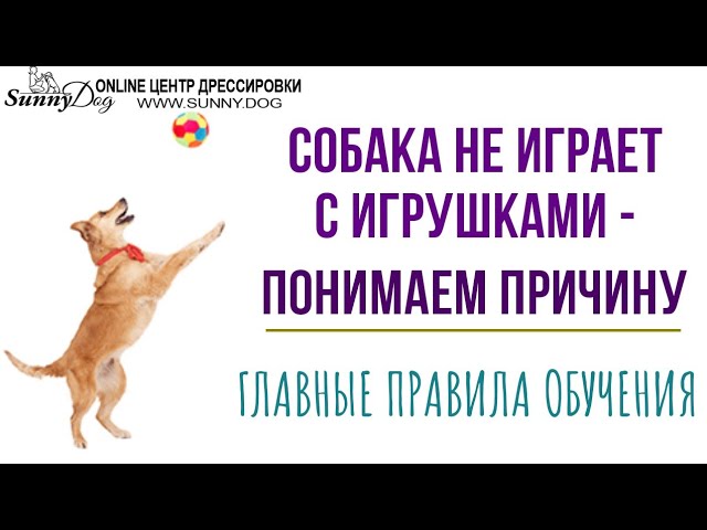 как научить собаку играть как научить собаку играть