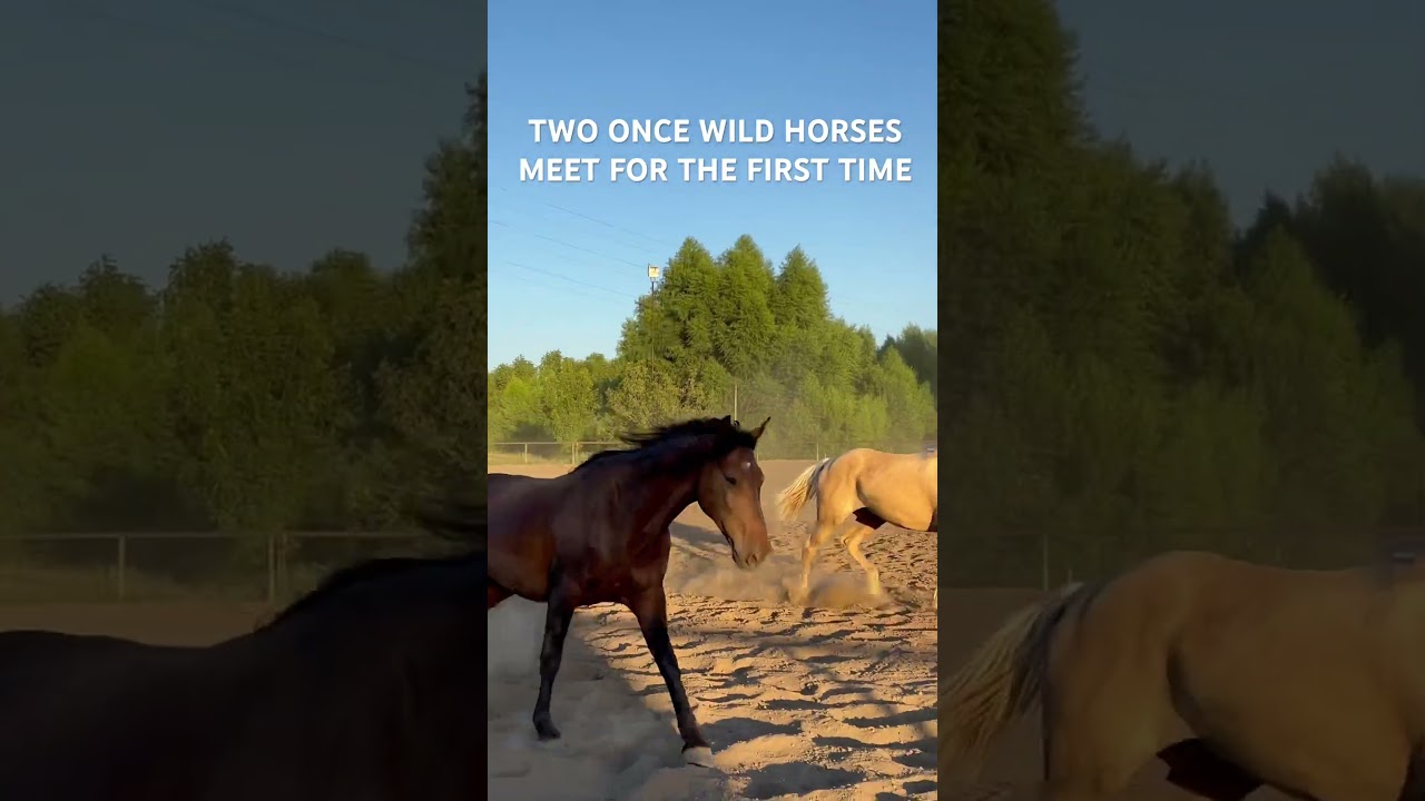 Colter meets Nevada for the first time 