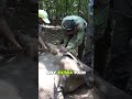 An Elephant’s Trunk Was Nearly Cut Through by Wire—Luckily, Humans Found It #wildlife #elephant
