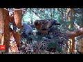 La hembra intenta evitar el cainismo en la Webcam Calzada | Booted eagle | 2019 | SEO/BirdLife
