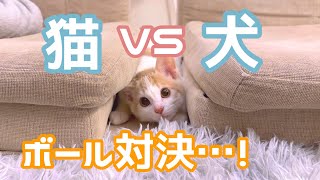 自分を犬だと思っている猫さん…！ by 今日のしらたまたち 23,890 views 1 year ago 5 minutes, 9 seconds