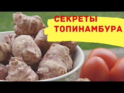 Секреты топинамбура - мифы и полезные свойства в лечение диабета! / Диабет 1 тип, диабет 2 тип