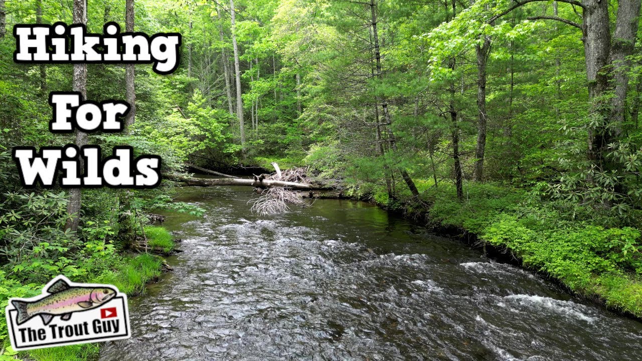 Cherokee National Forest Wild Trout! Fly Fishing Tennessee YouTube