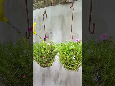 Vídeo: Portulaca em um vaso: cuidando de plantas de Portulaca cultivadas em contêiner