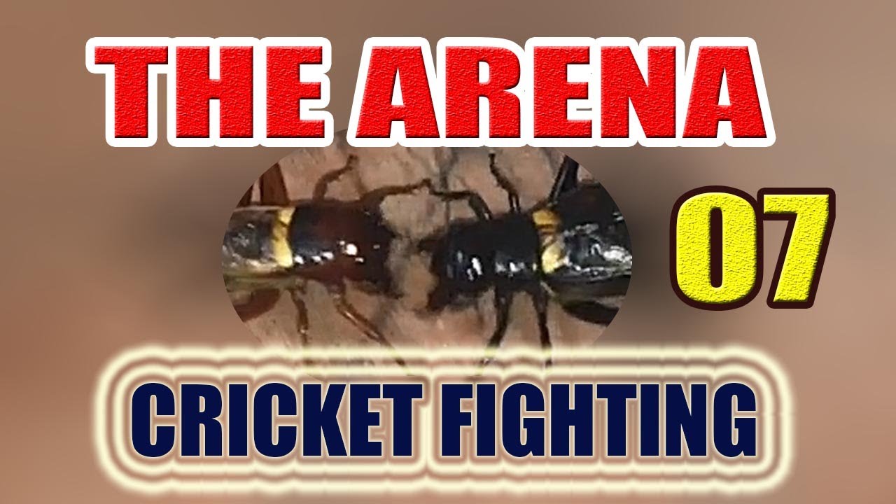 INSECT BATTLE IN ARENA 07 YouTube