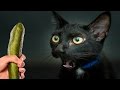 Cats scared of Cucumbers Compilation - Part 3 - Cats Vs Cucumbers - Funny Cats 2016