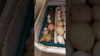 Peacock hatching🦚 #peacock #bird #shorts