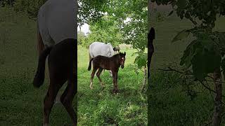 Кто такой любопытный? Веснушка  #horse #лошади #animals #love #foals