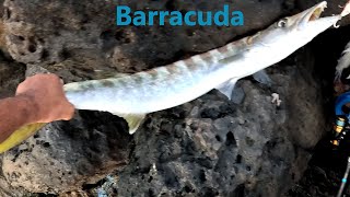 Barracuda Fish Feeding Frenzy + Devouring live baits in Crystal Clear water&