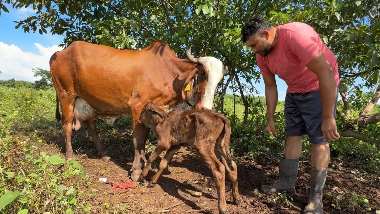 Vaca gyr recién parida 😱 fuimos a traerla al potrero 