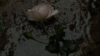 Aşk Bilir Cover Kadın Vokal