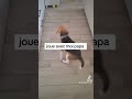 Beagles chien animals amour folie