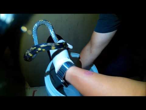 ACRES Wildlife Rescue : Snake's in the house!!