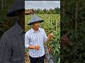 Setelah Pakai Calsinut, Bunga Tomat Lebih Terjaga alias Anti Rontok