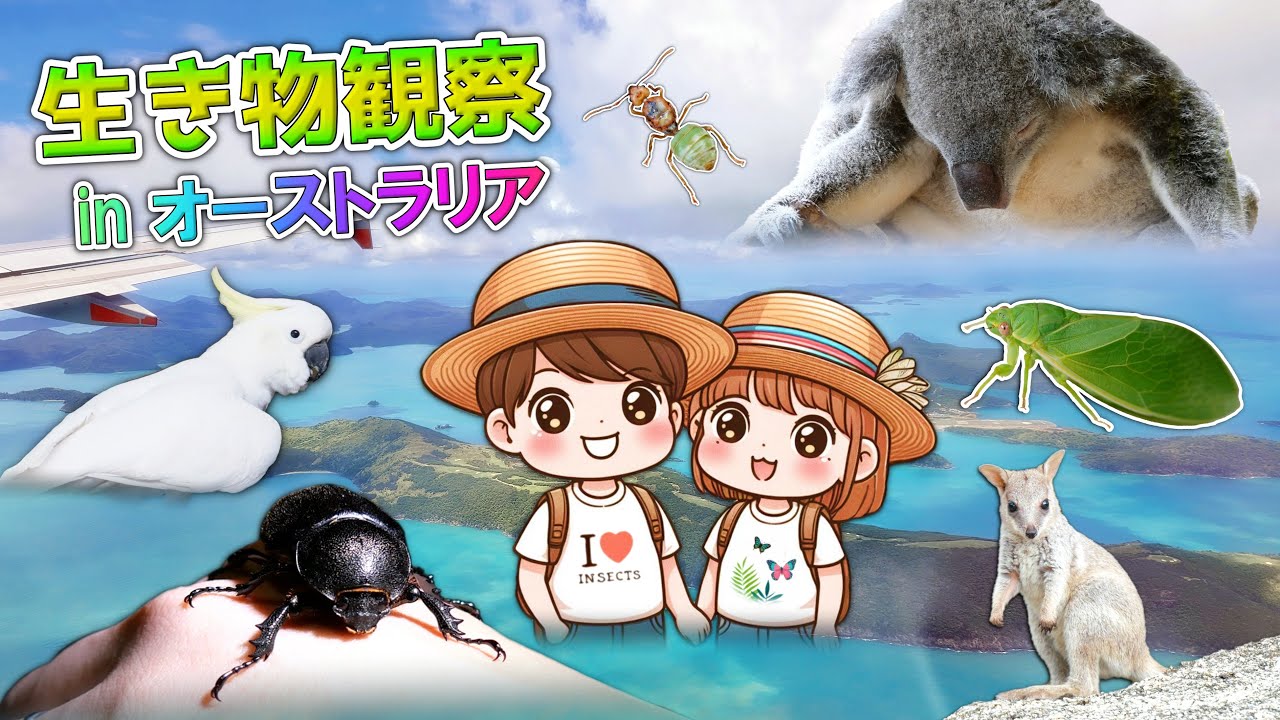 Insect observation on Honeymoon!【Australia】 - YouTube