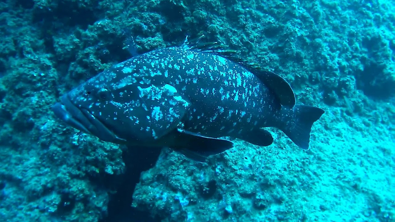 Inmersión en las Islas Medas con el centro de buceo Costa Brava Divers