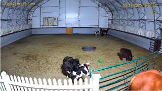 Information Goldy's Arena 600pm ET takes out Murphy;Donkeys Elvis Angus Harley;Michele in scene end 2192025 News