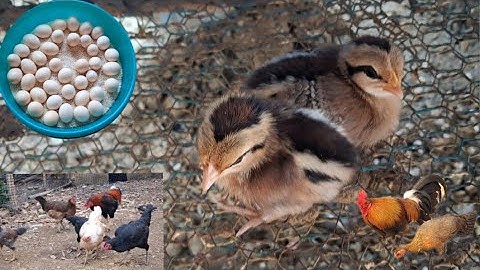 Gà rừng con cực đẹp. Me nyuam qaib qus zoo nkauj kaws li nawb