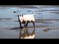 Бультерьер на отдыхе / Bull terrier relax